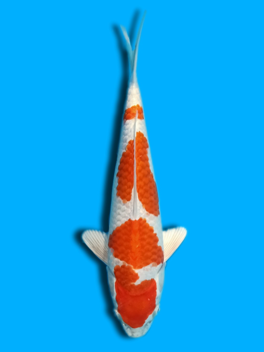 Juara 1