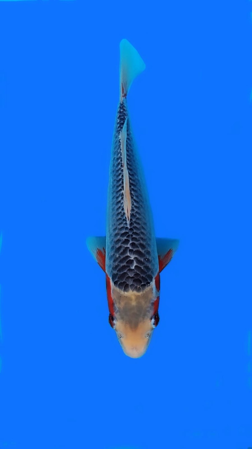 Juara 5