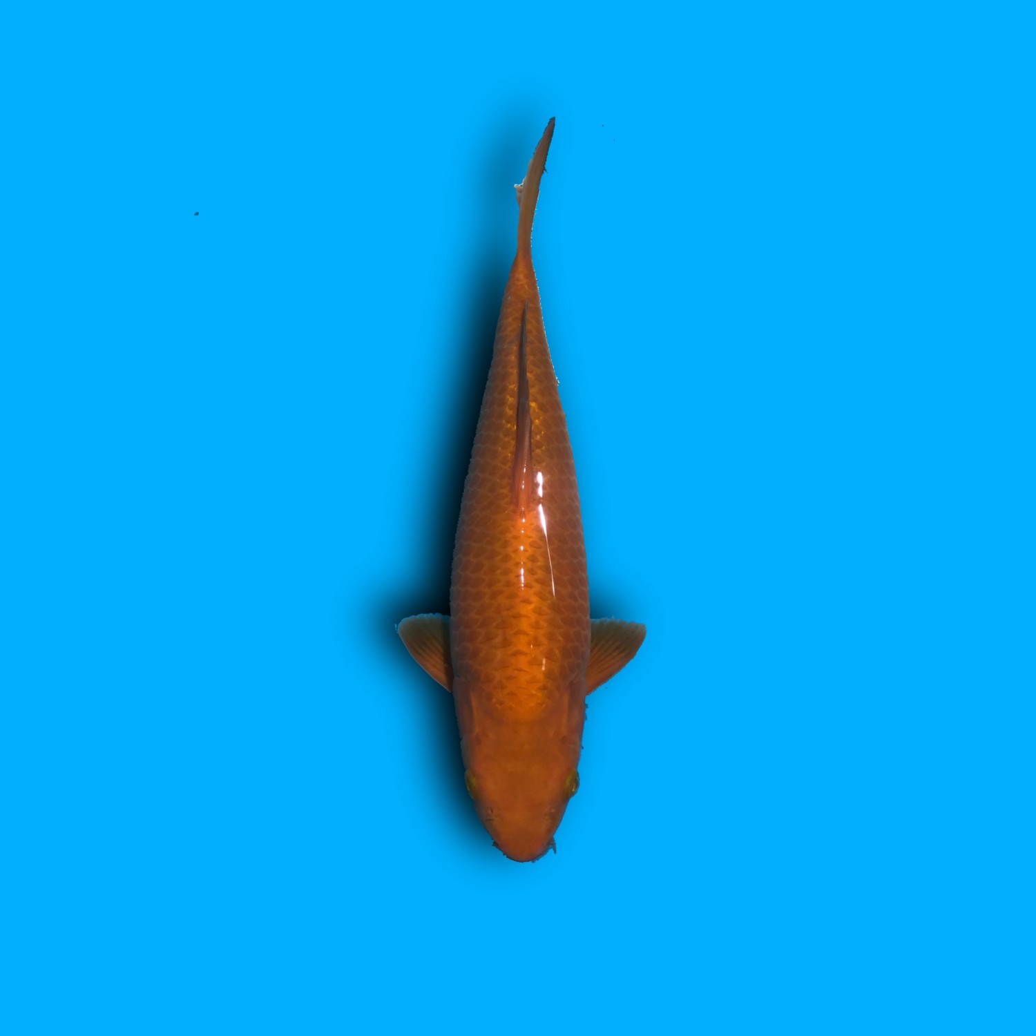 Juara 5