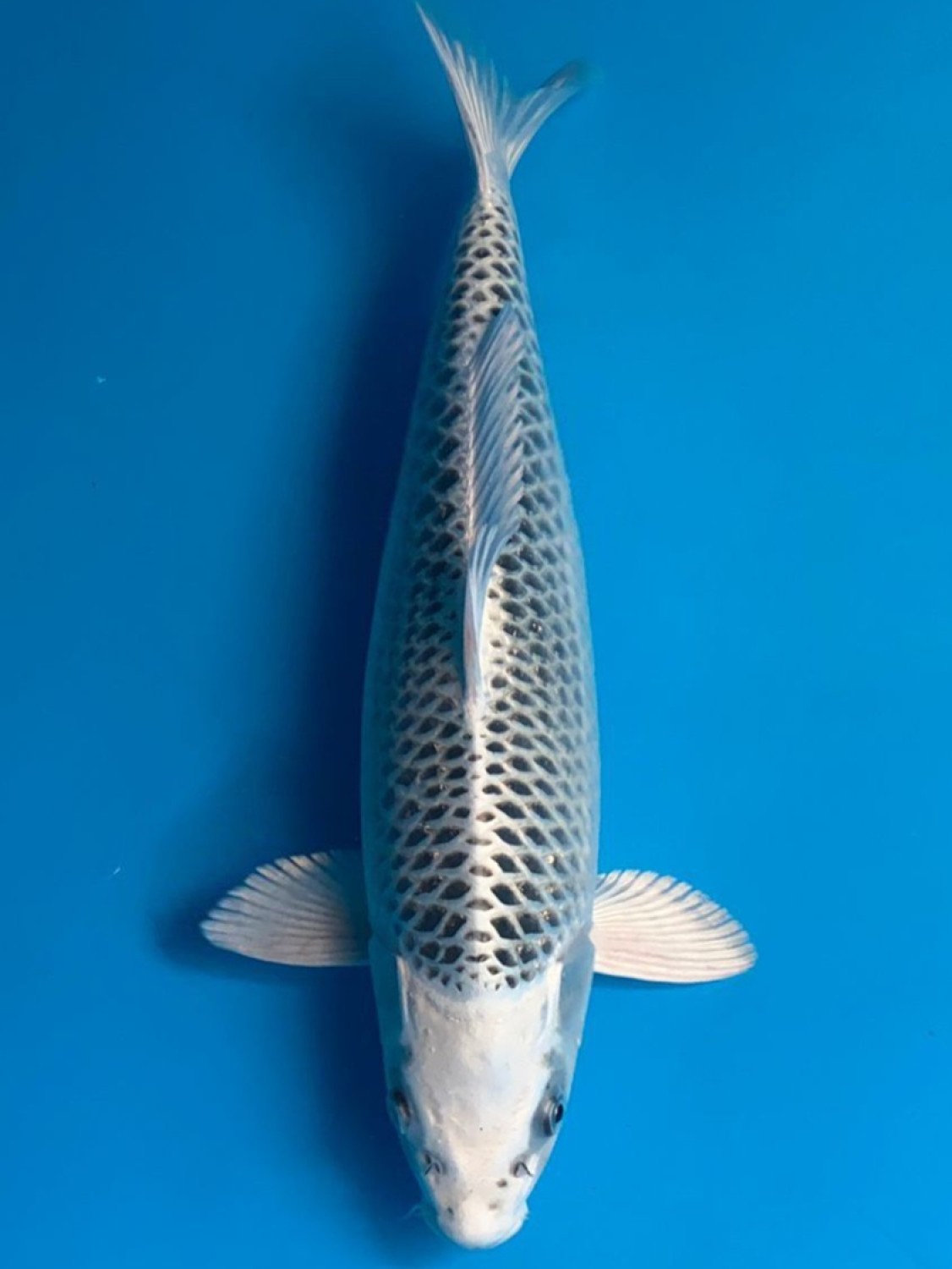 Juara 2