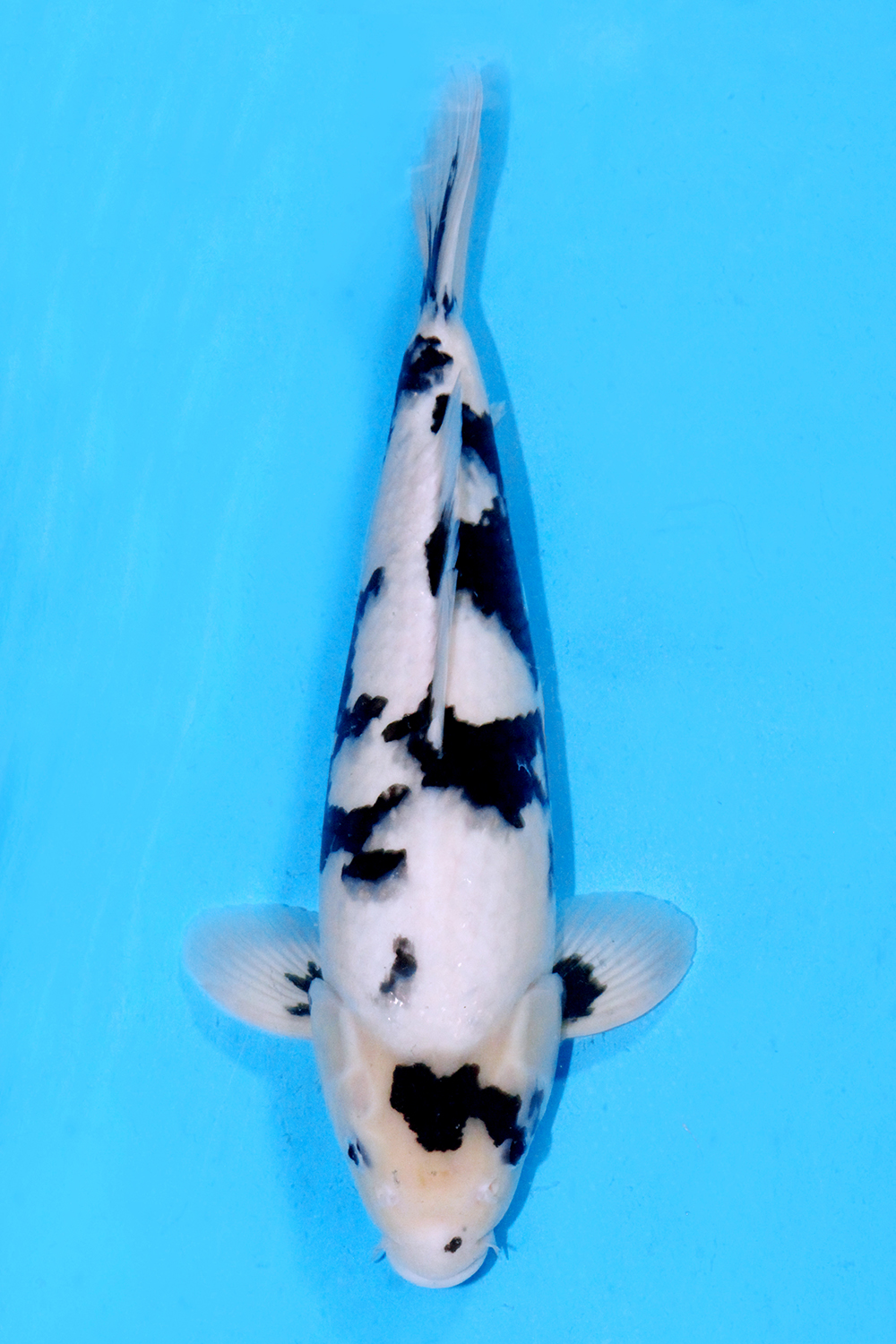 Juara 1