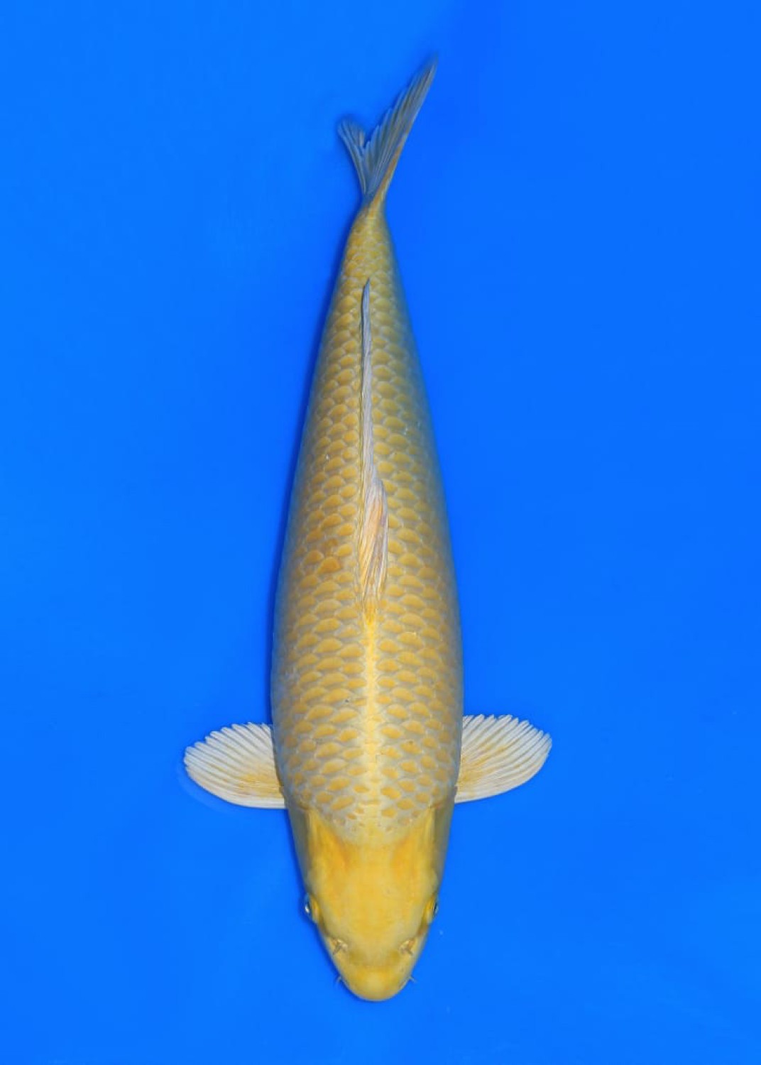 Juara 3