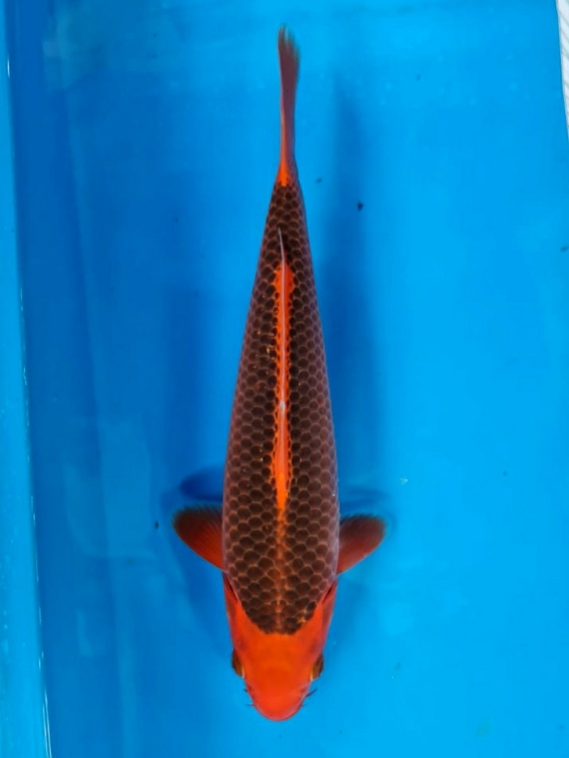 Juara 5