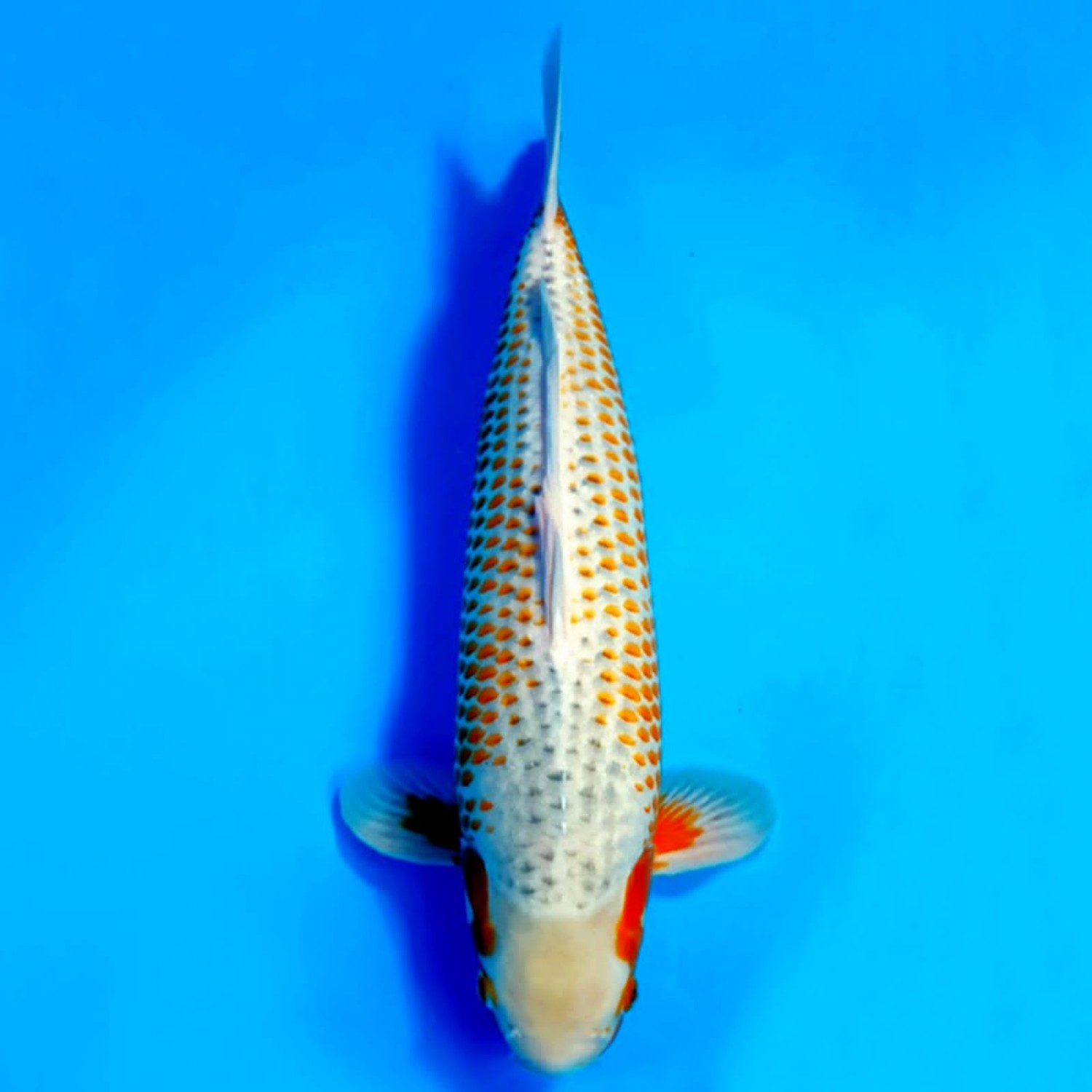 Juara 2
