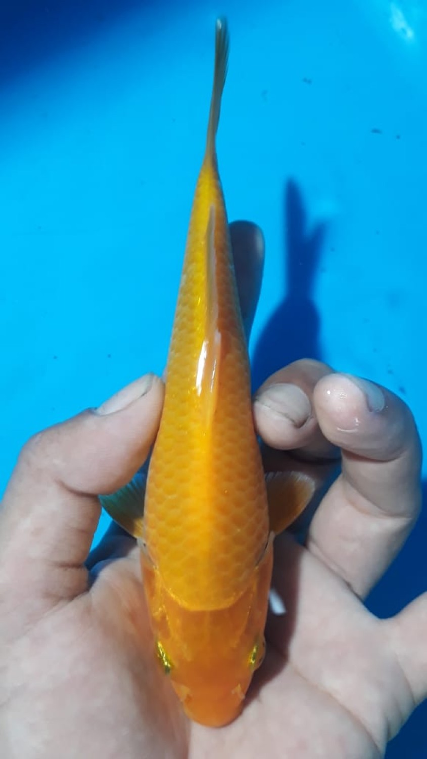 Juara 5