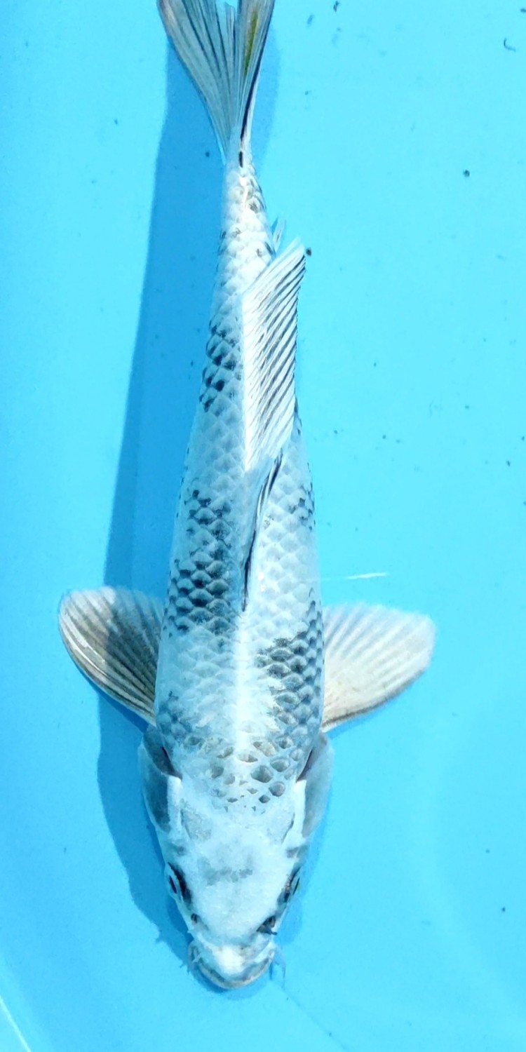 Juara 2