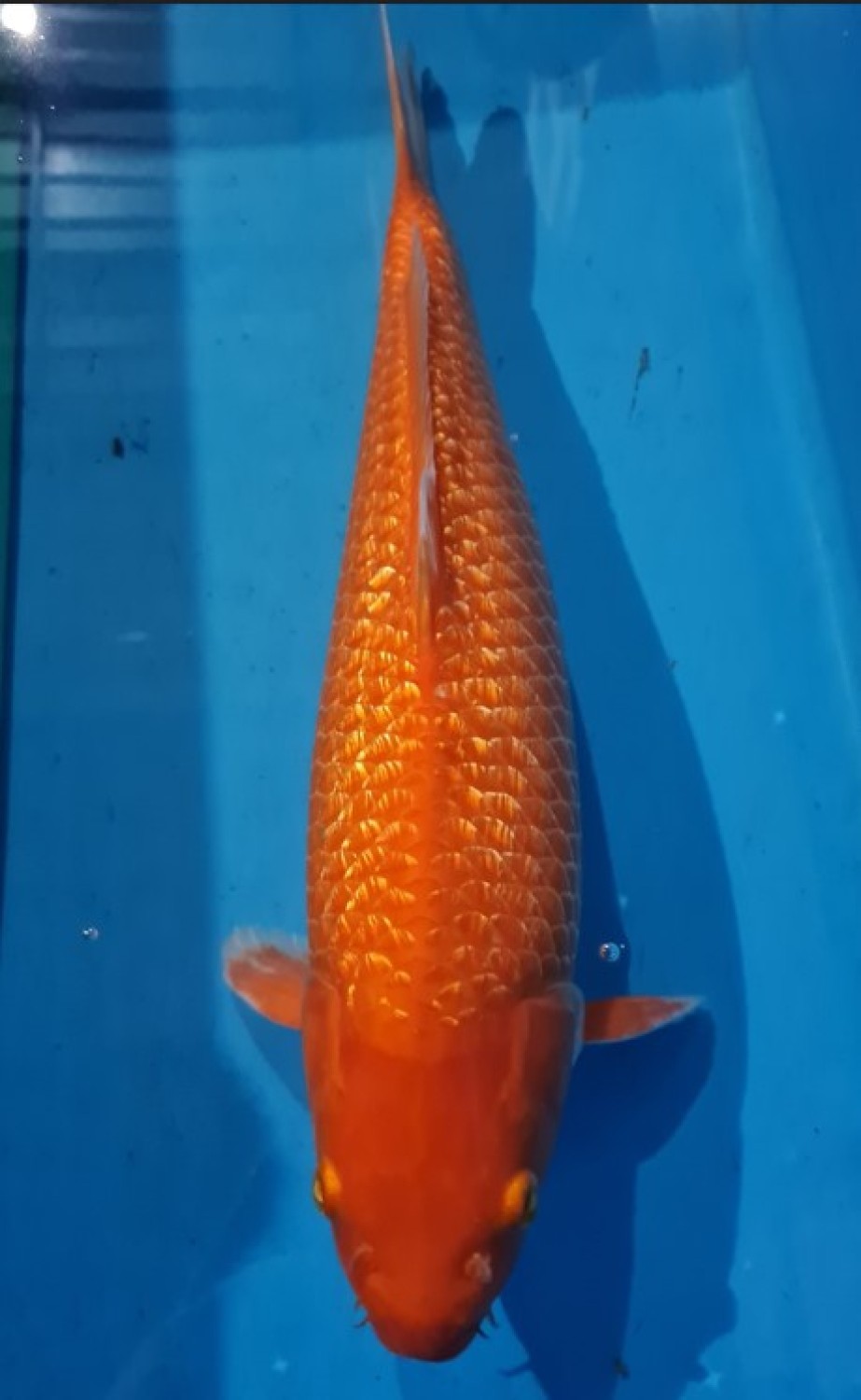 Juara 4