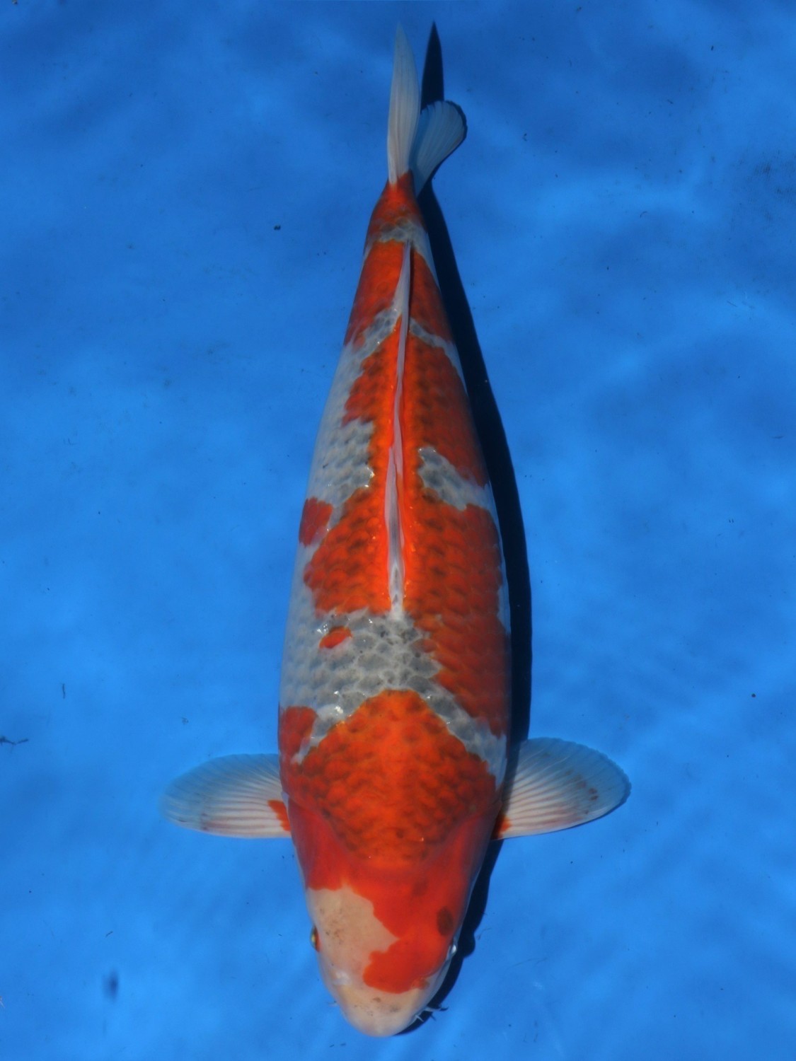 Juara 1