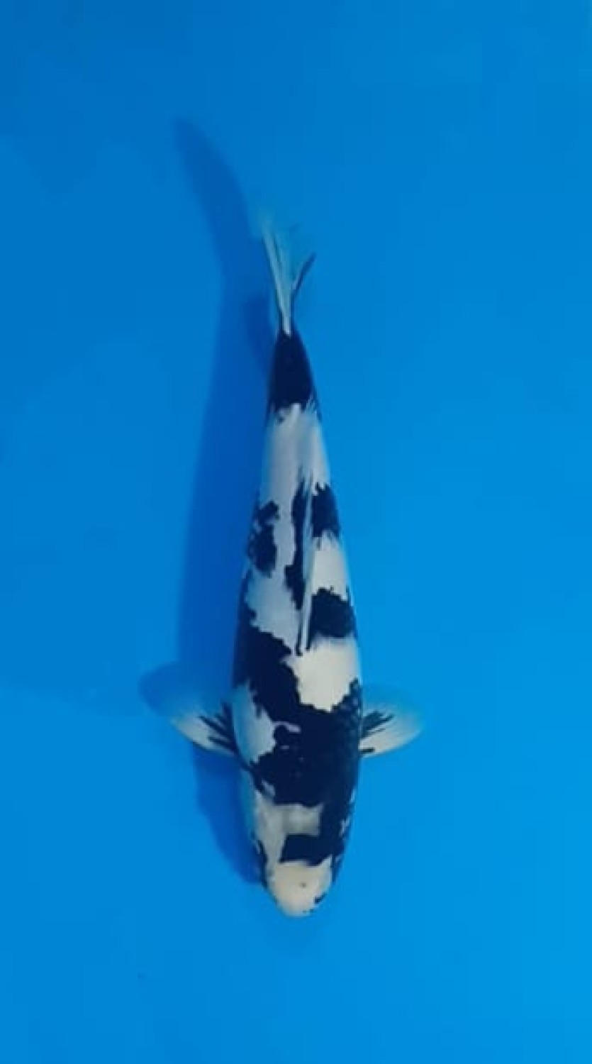 Juara 2