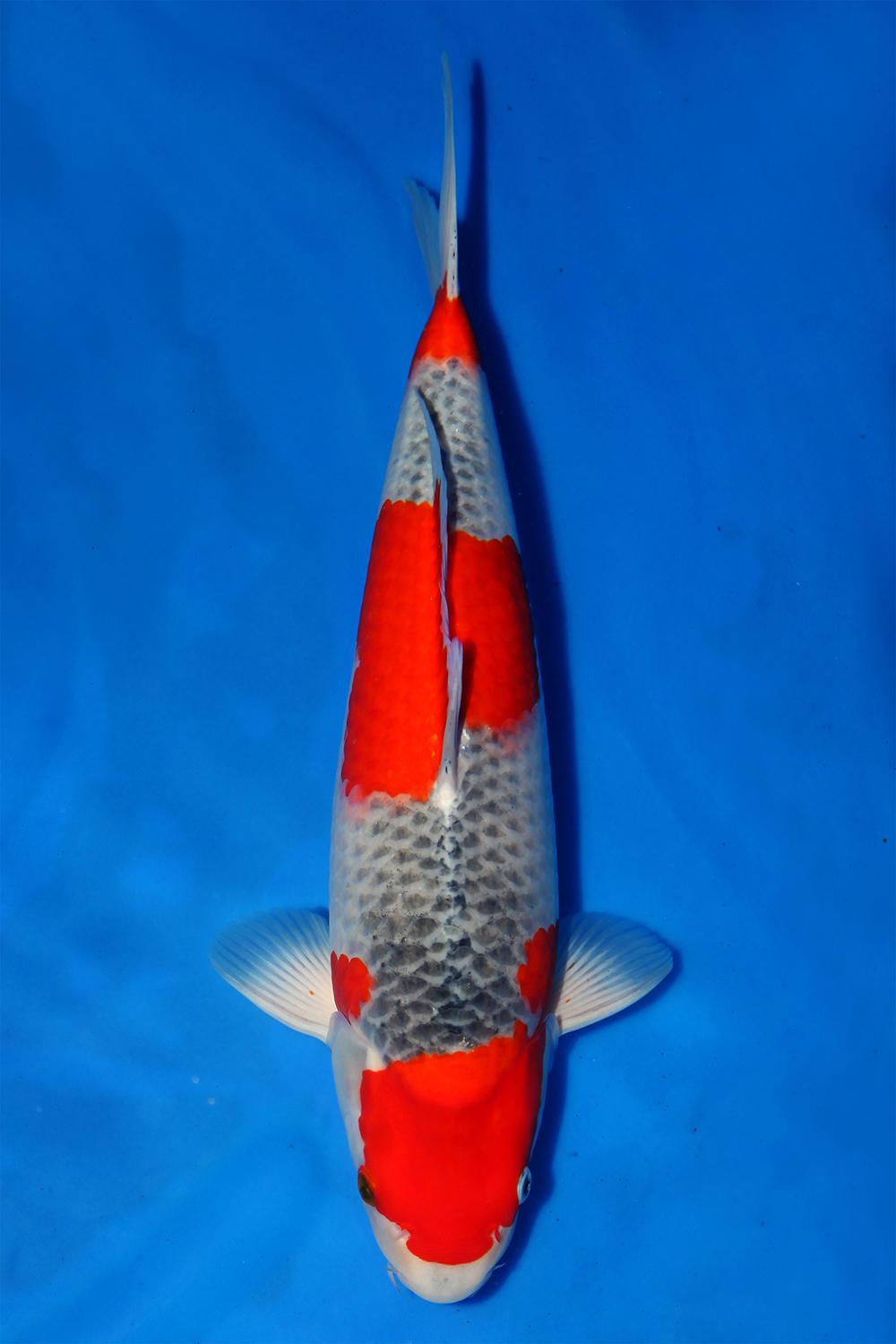 Juara 1