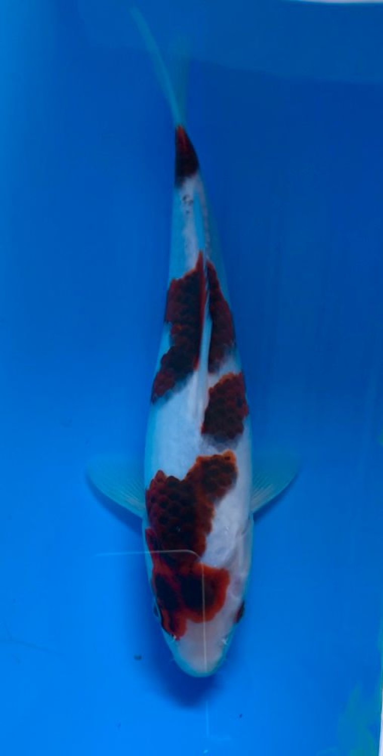 Juara 1
