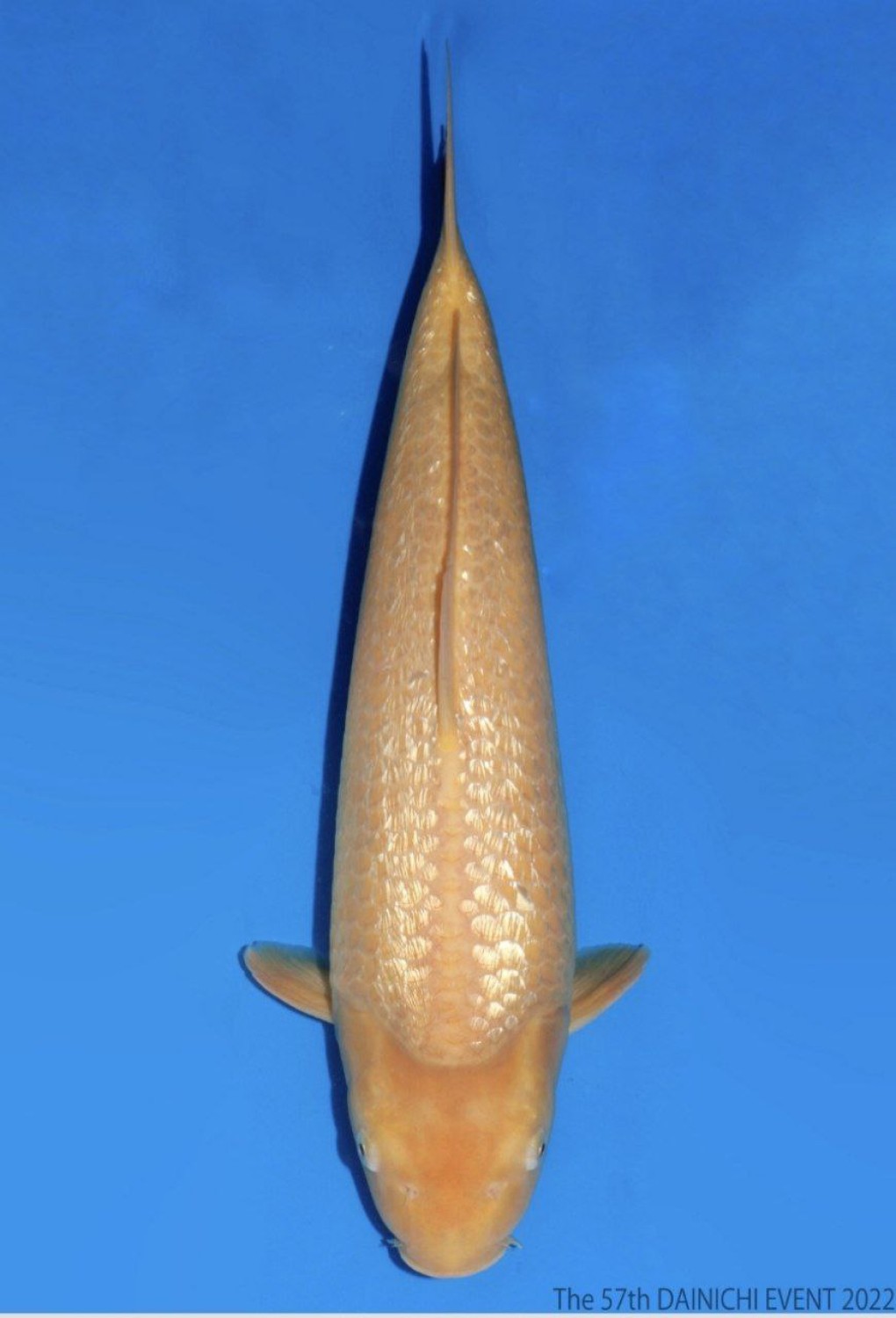 Juara 2