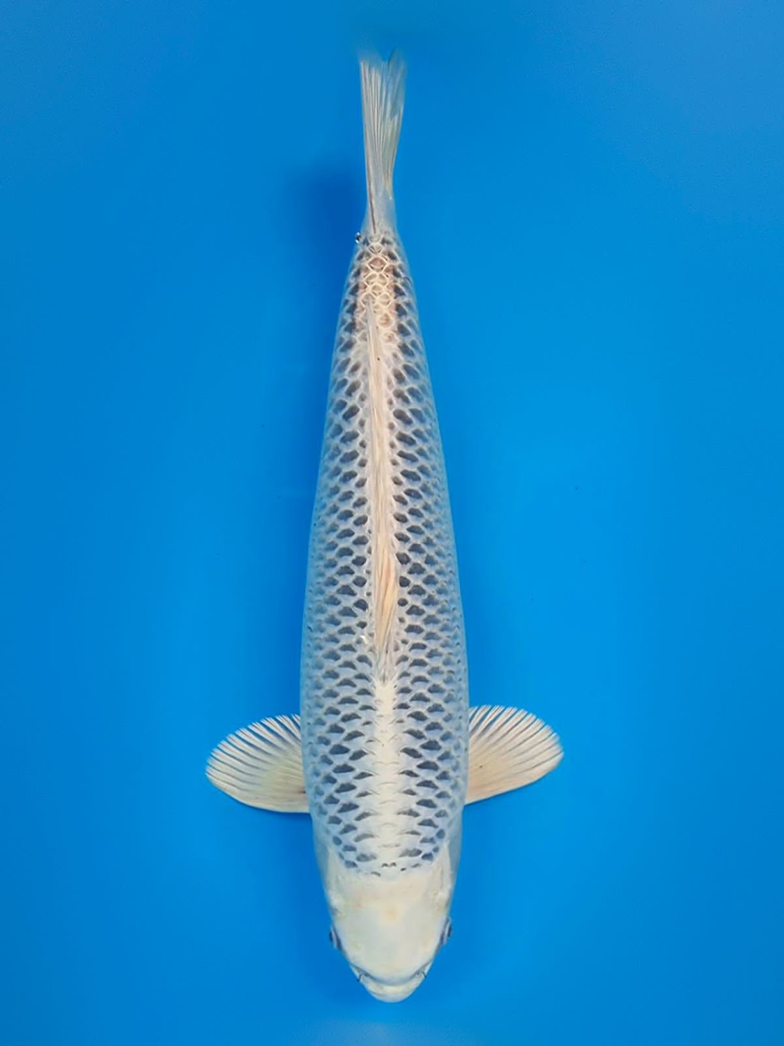 Juara 1