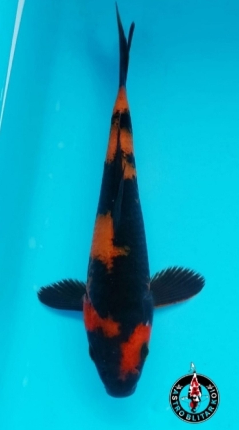 Juara 1