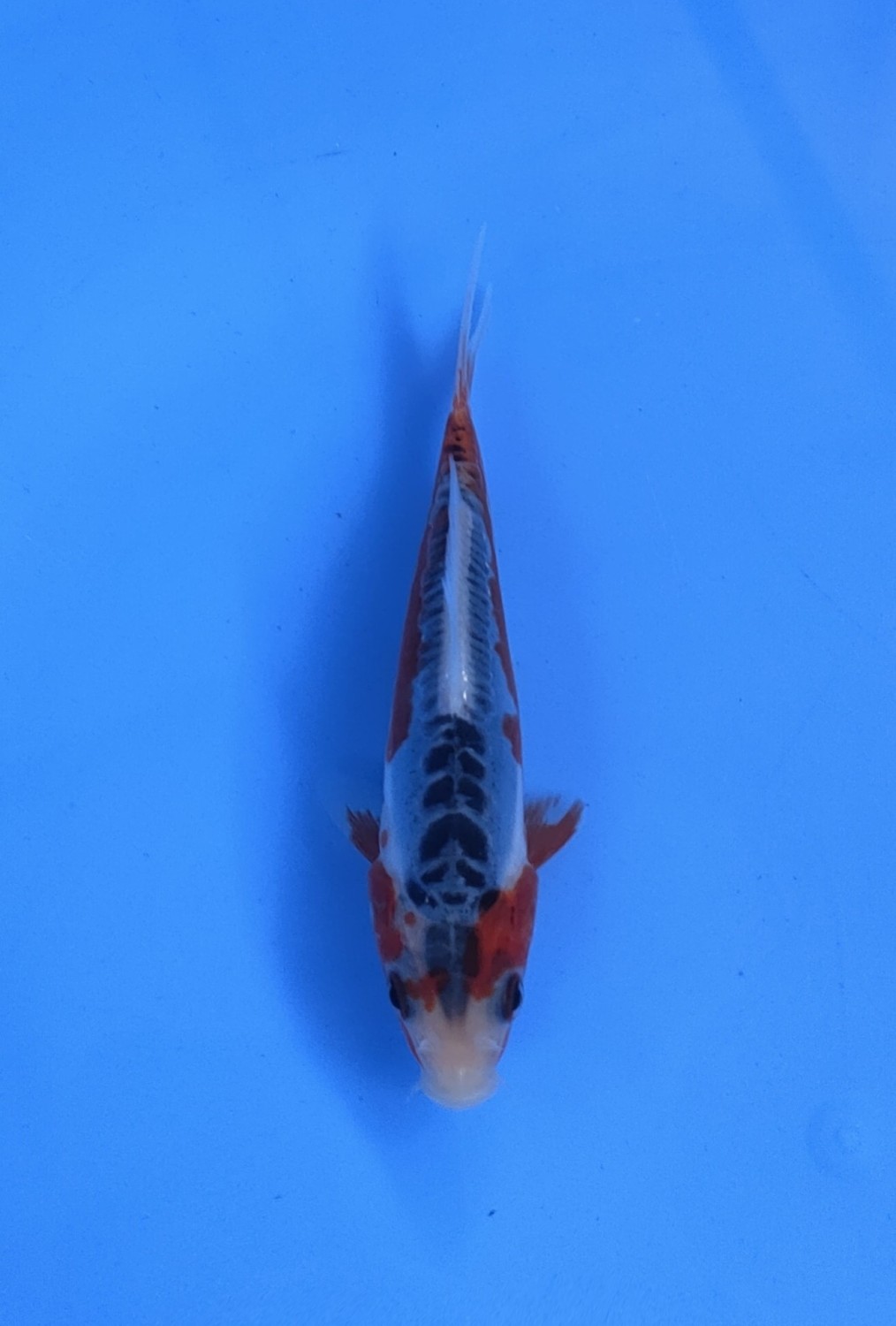 Juara 5