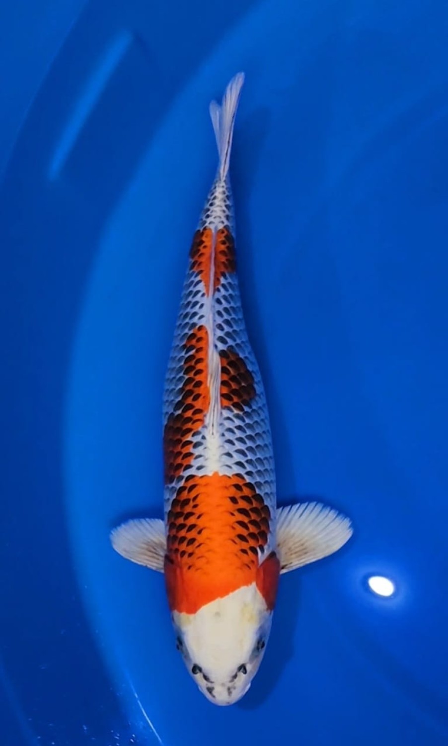 Juara 1