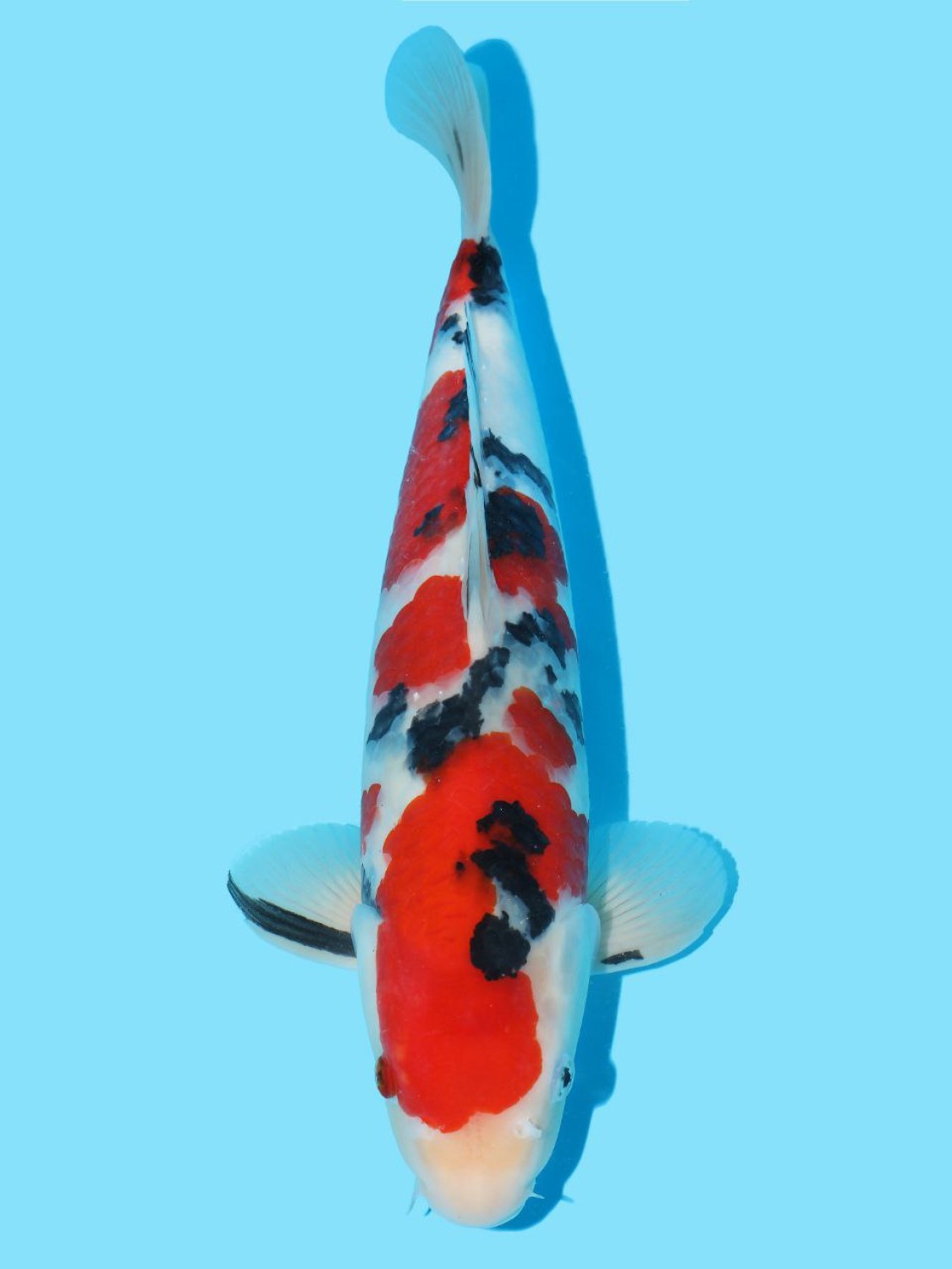 Juara 1