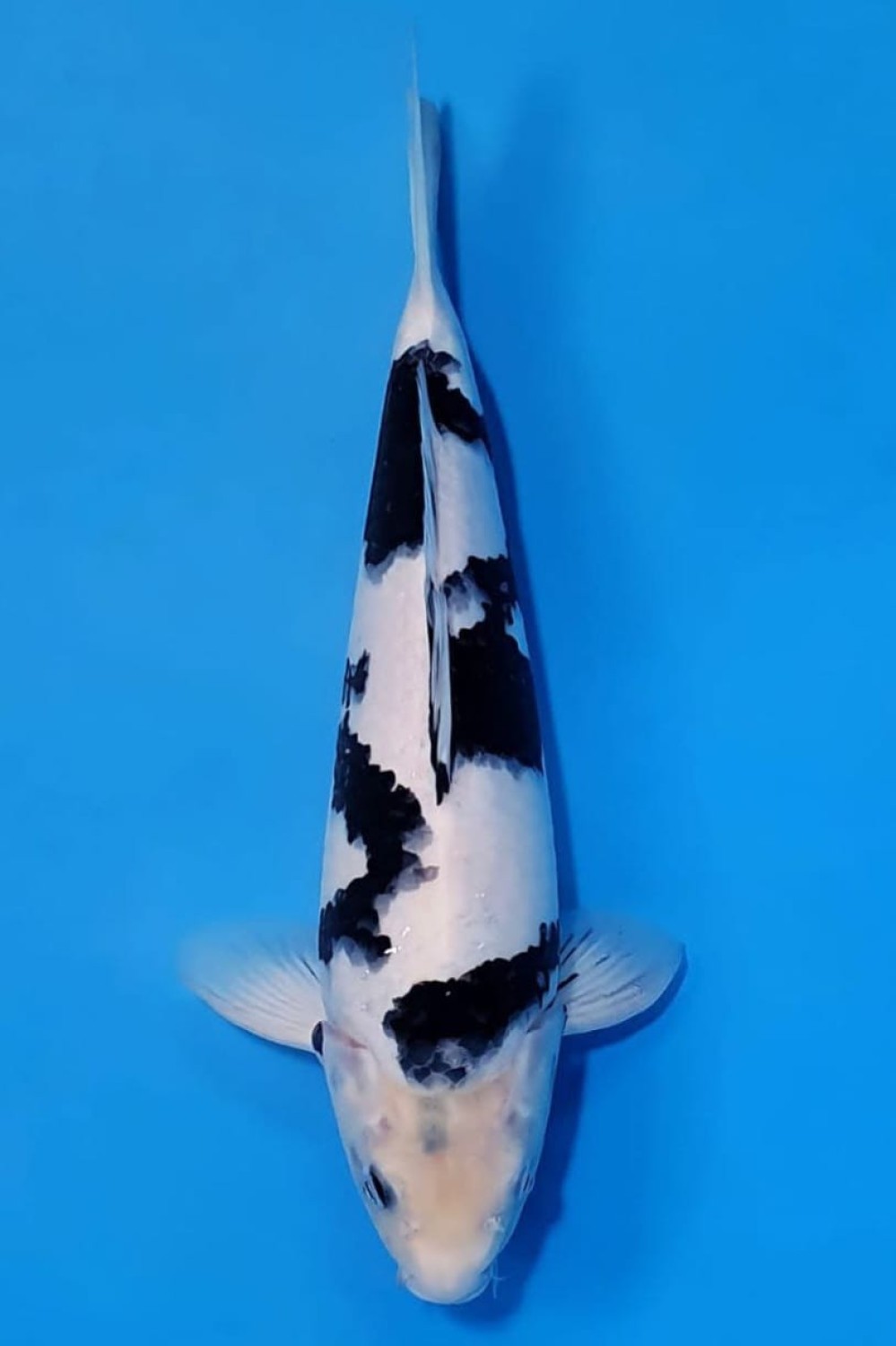 Juara 5