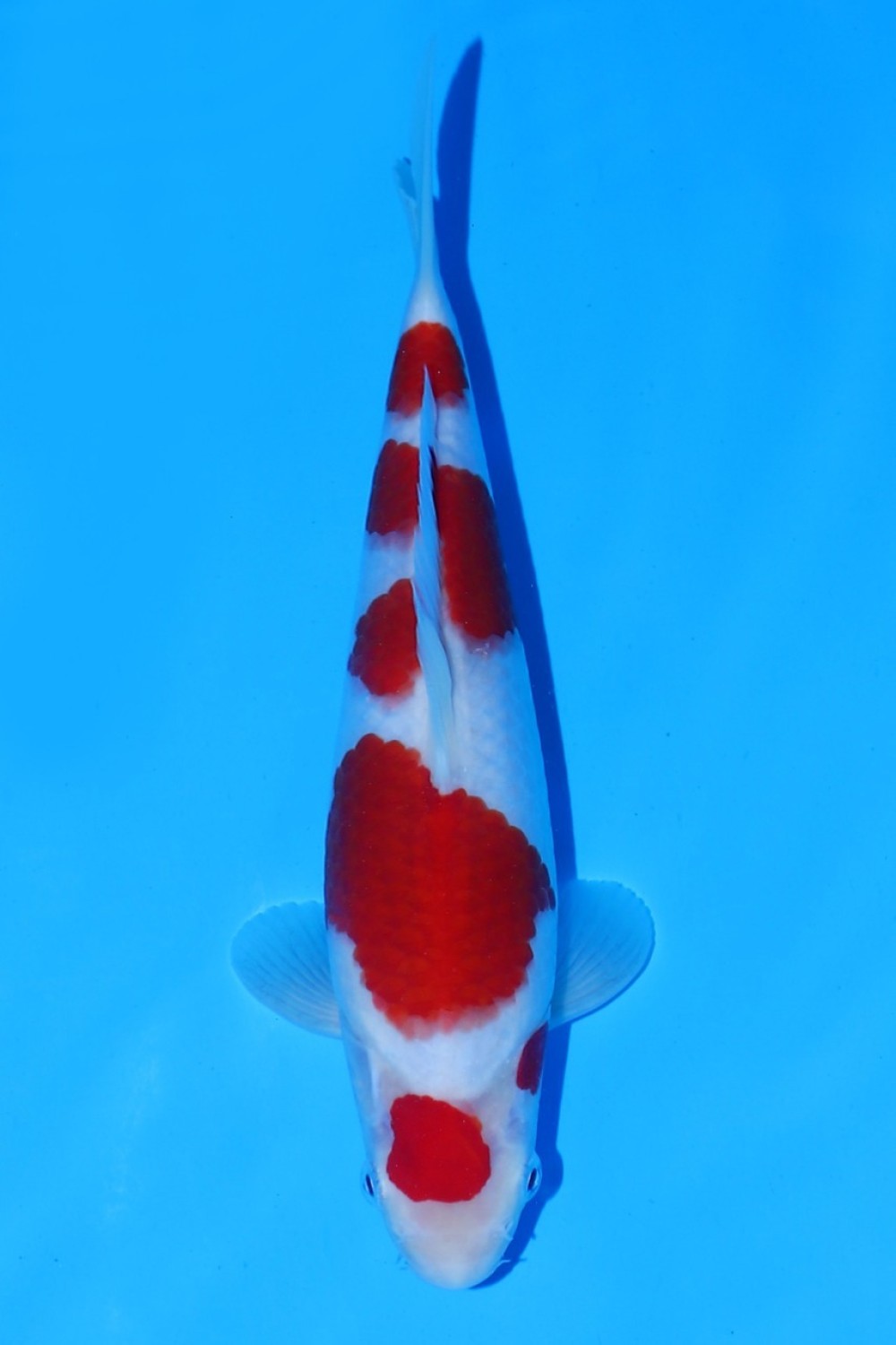Juara 1