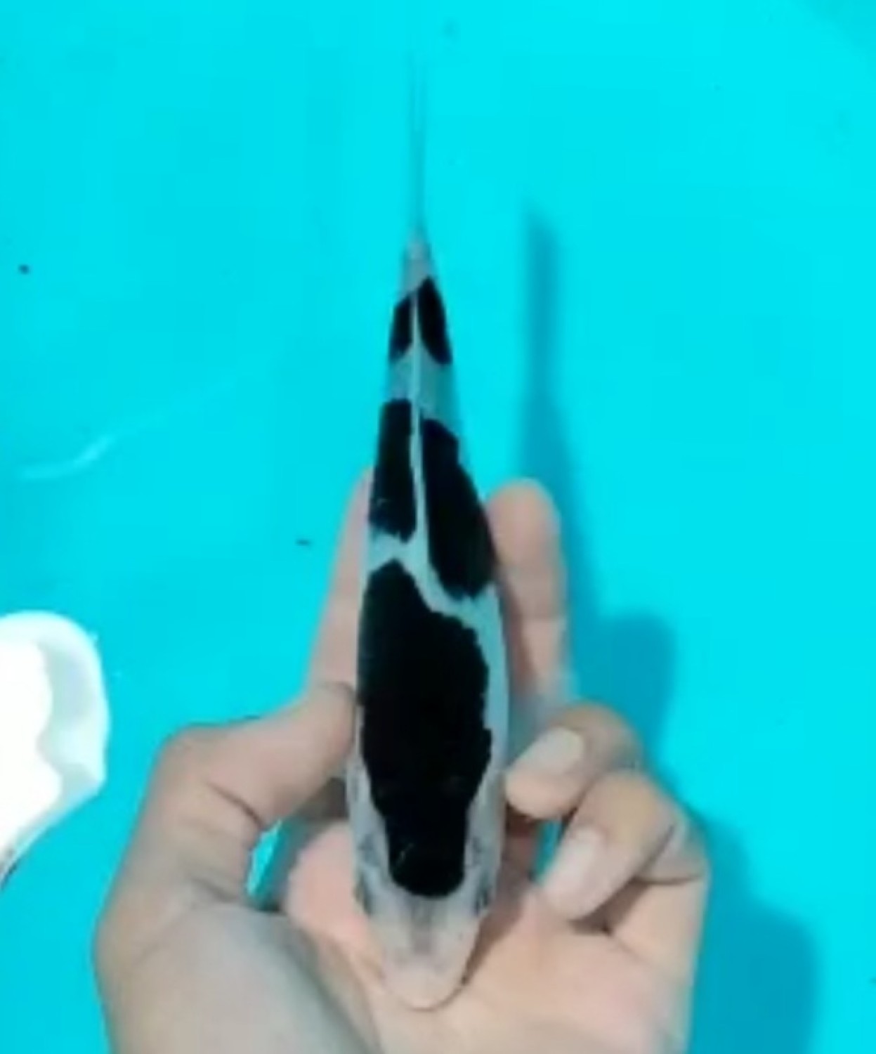 Juara 4
