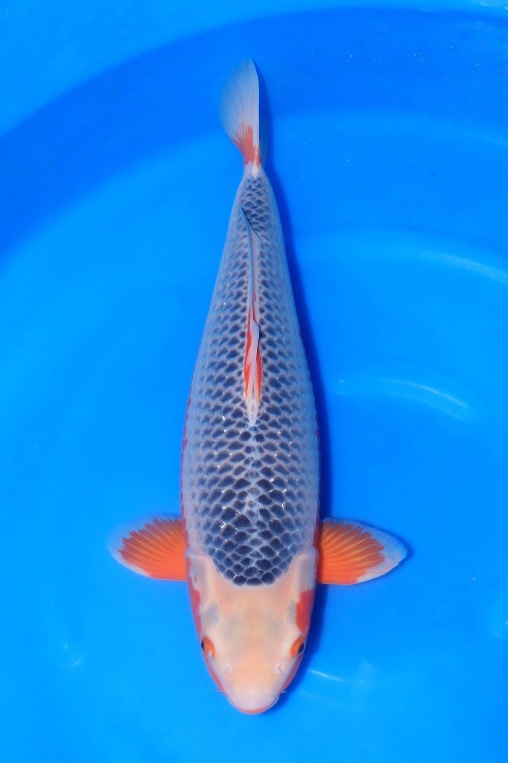 Juara 2