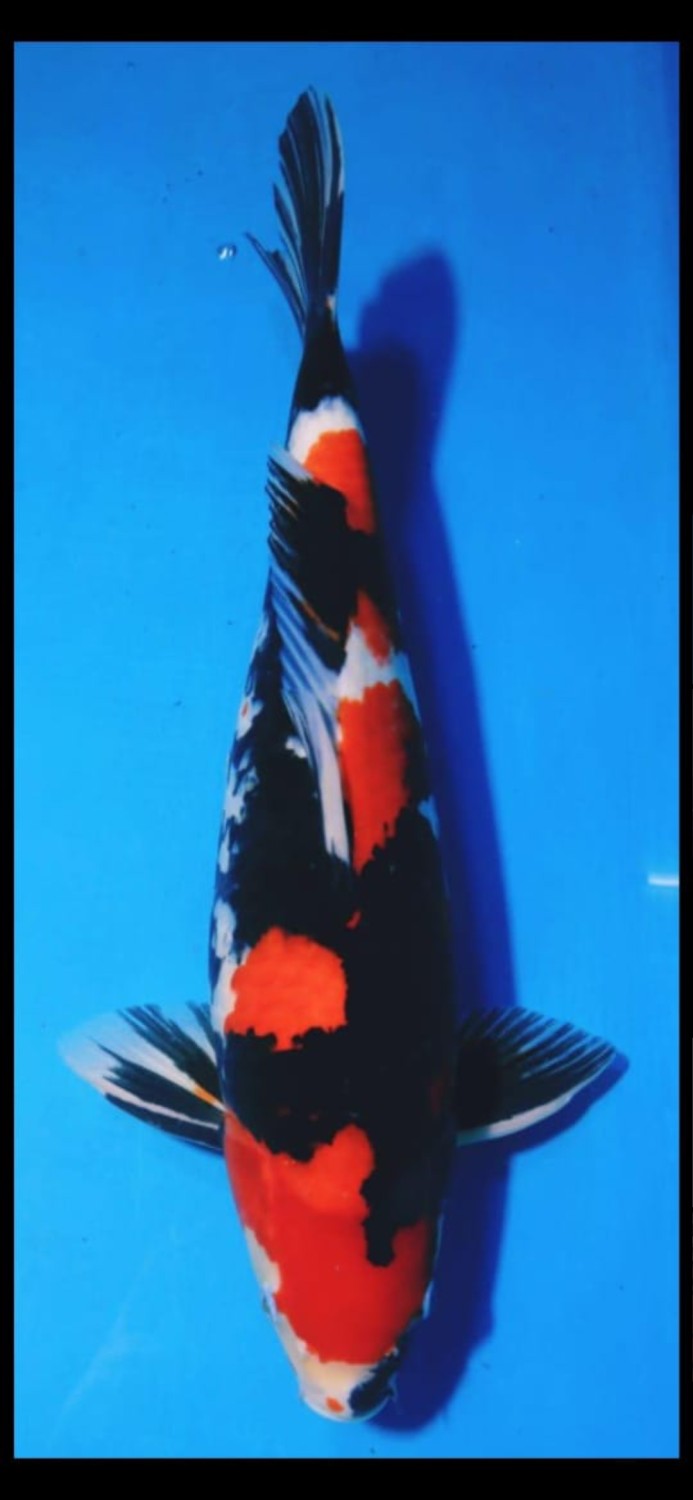 Juara 3