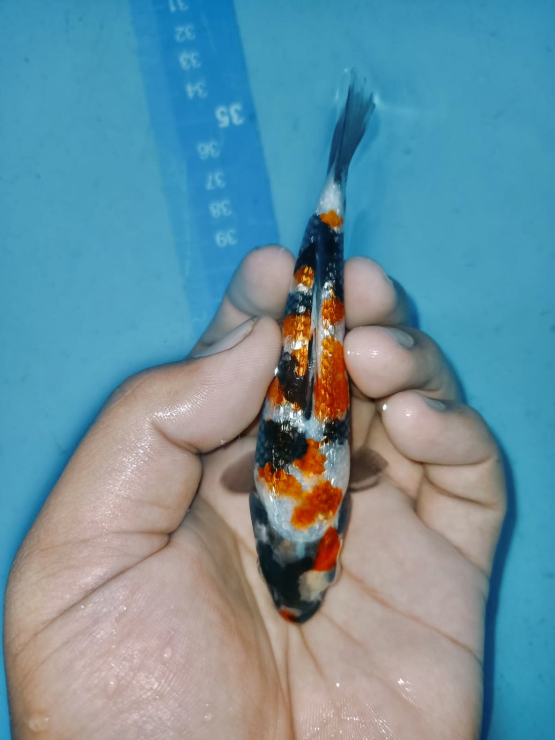 Best In Size B Up 12 cm