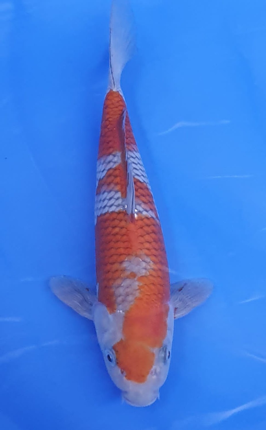 Juara 1