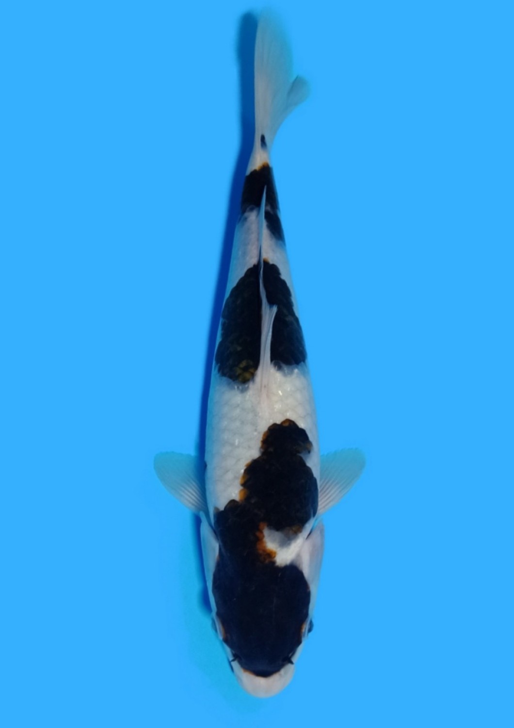 Juara 5