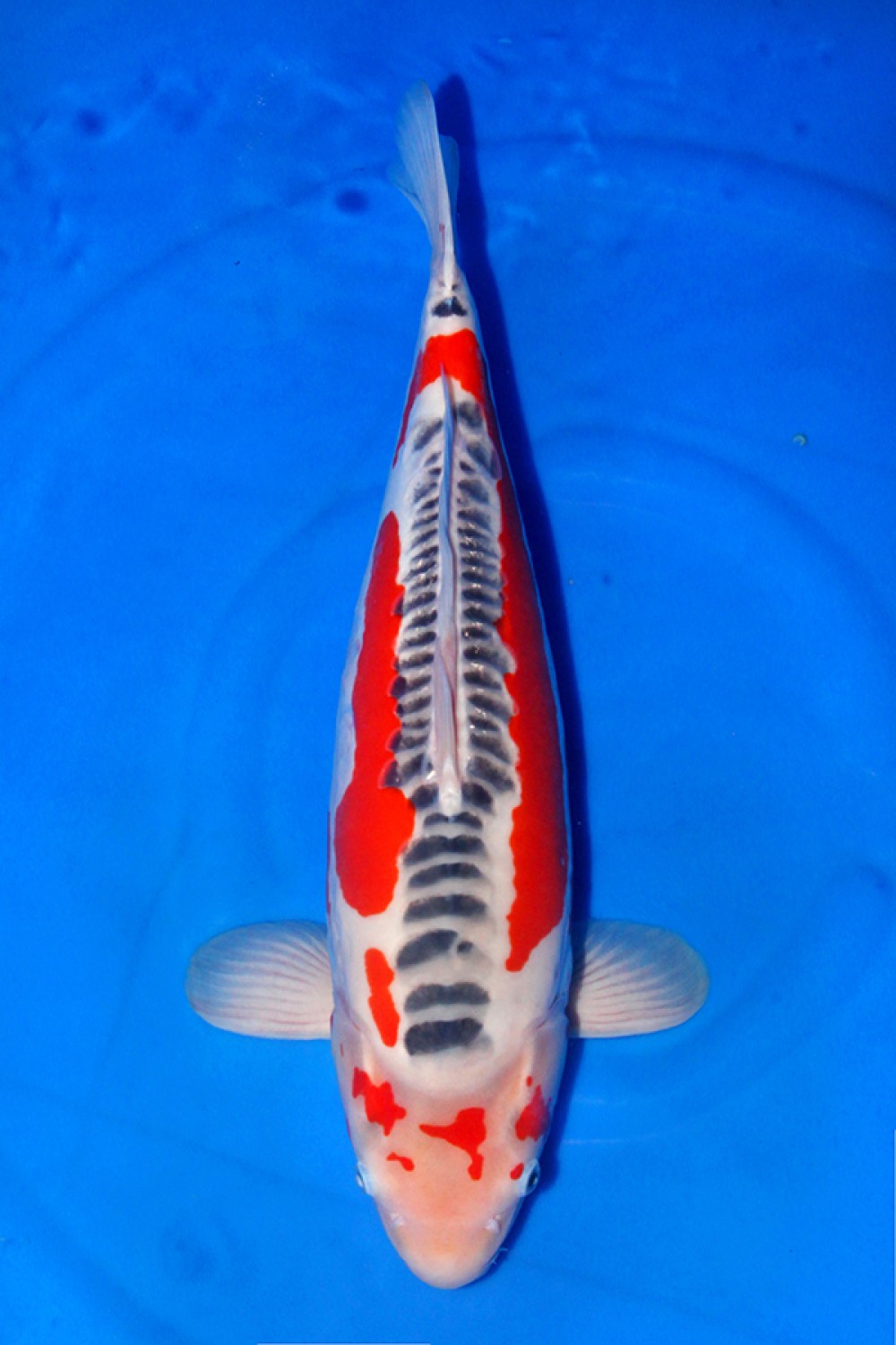 Best In Size D 51-55 Cm