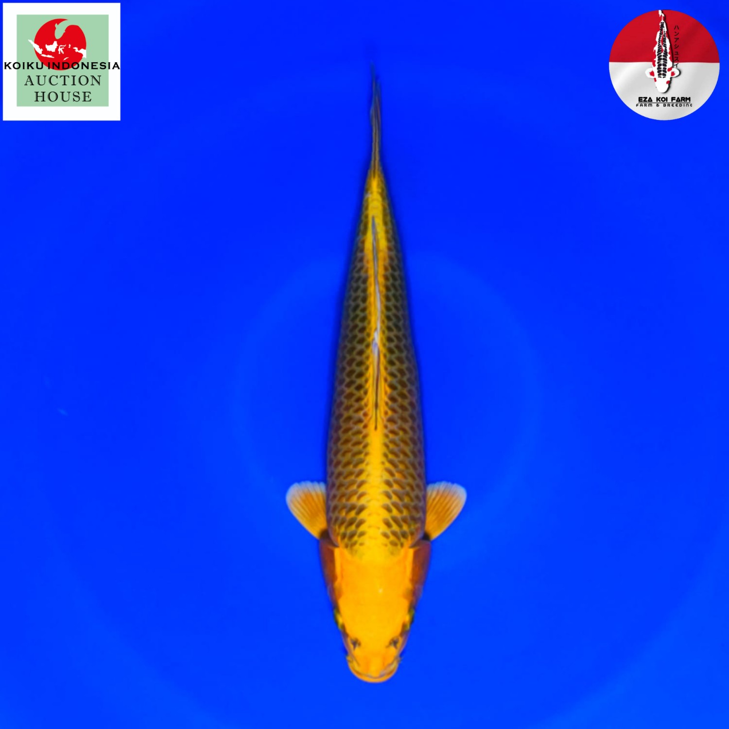 Juara 5