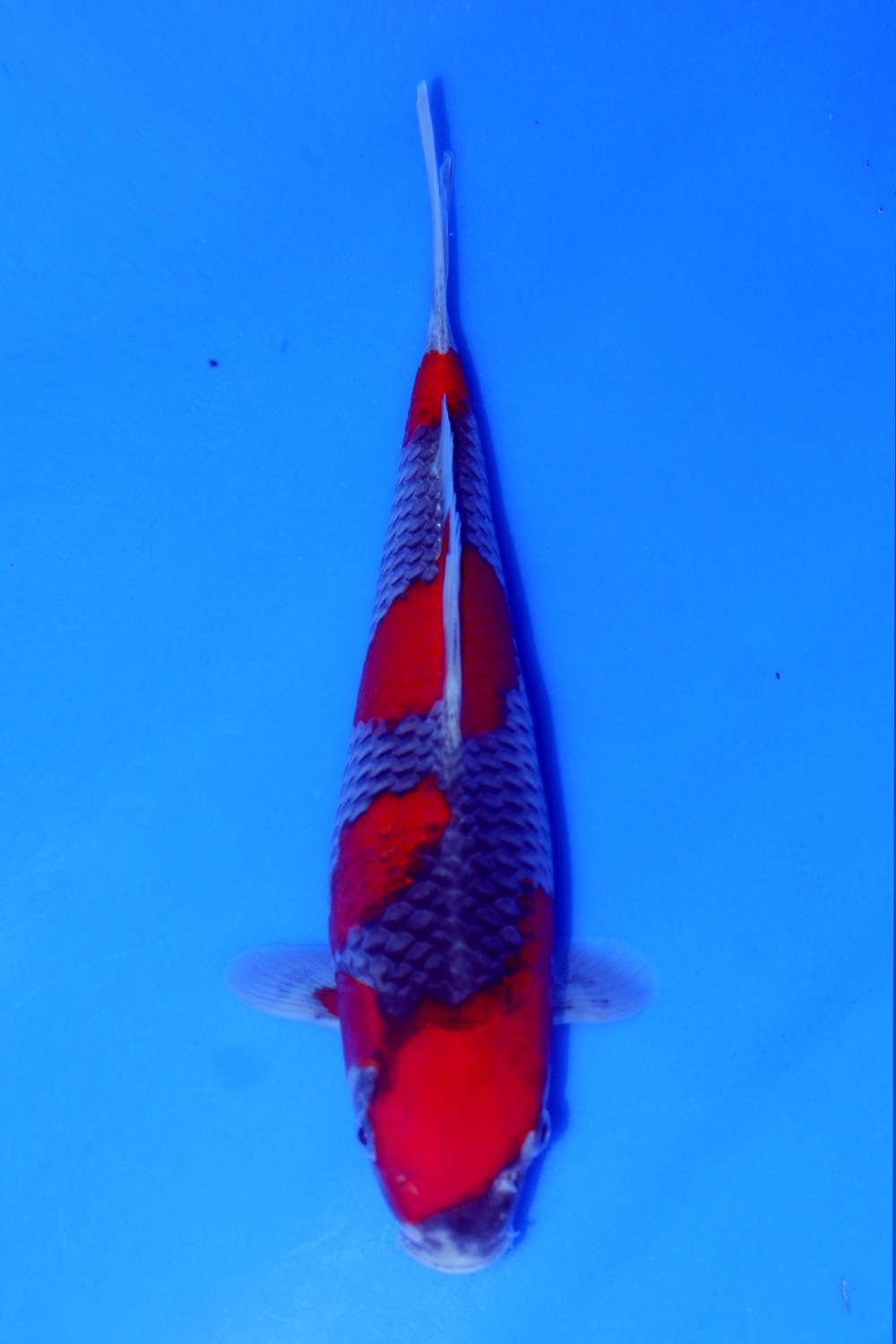 Juara 1
