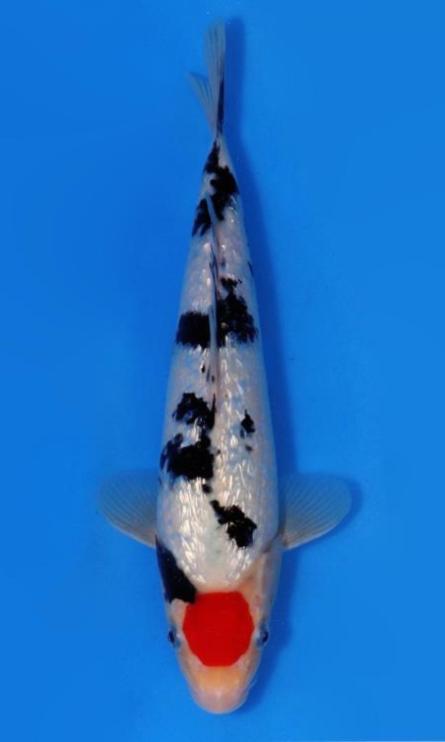 Juara 1