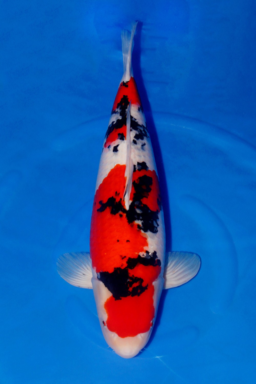 Juara 1
