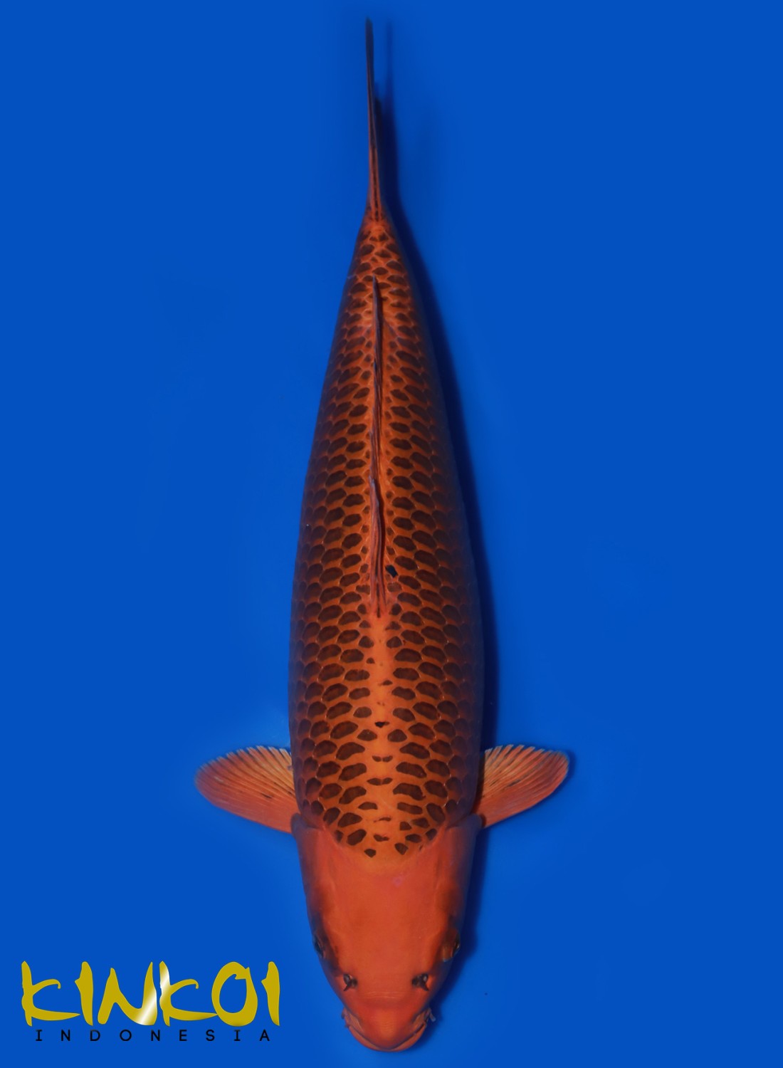 Juara 1