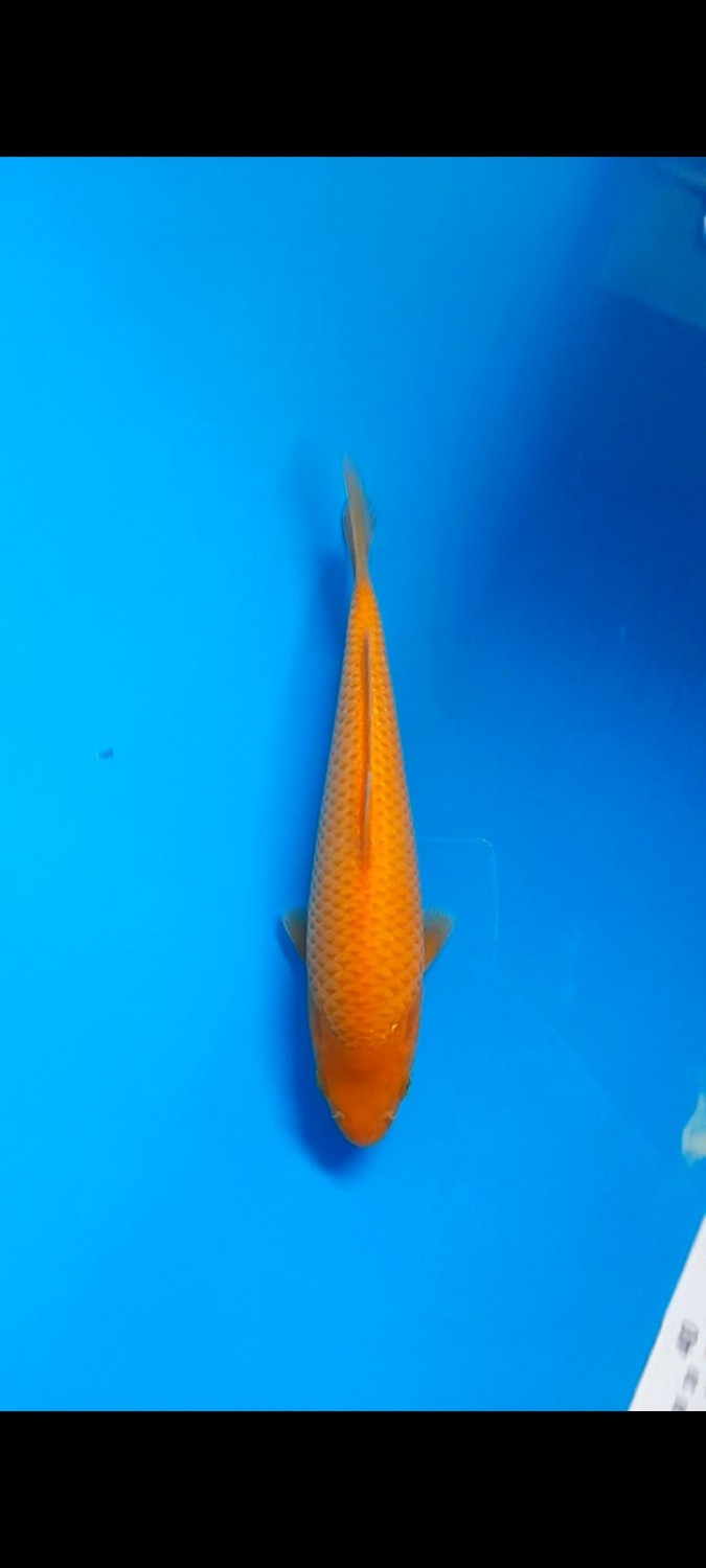 Juara 1