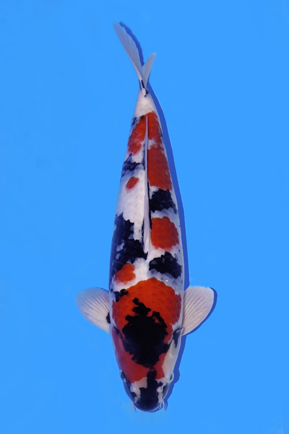 Juara 5