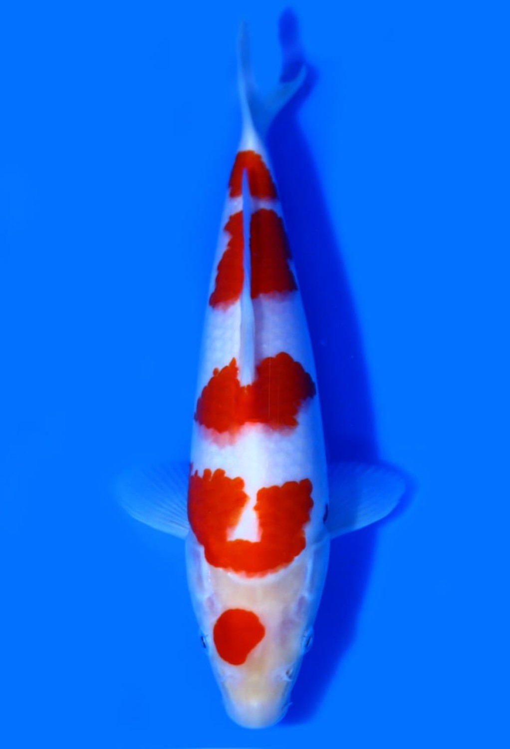 Best In Size A 26-30 Cm