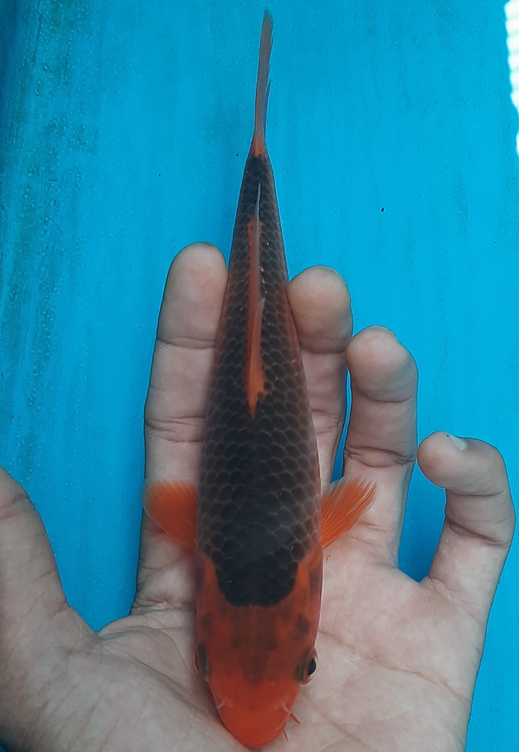 Juara 1