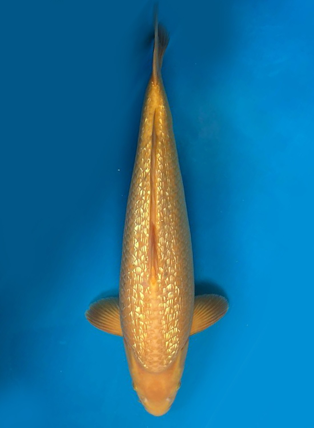Juara 5