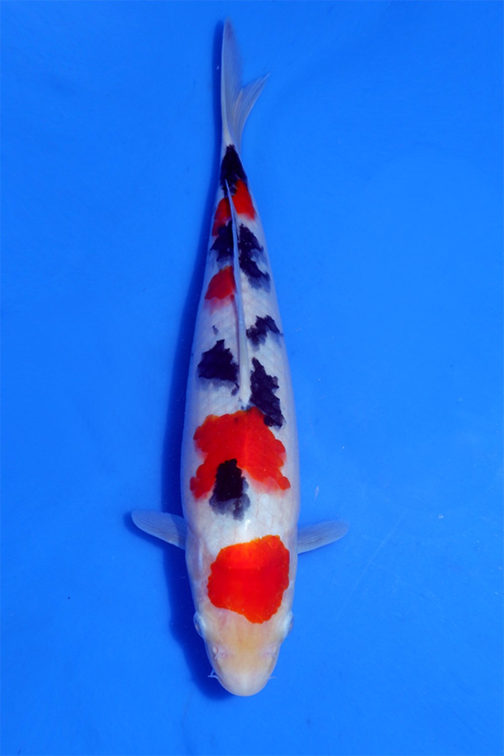 Juara 3