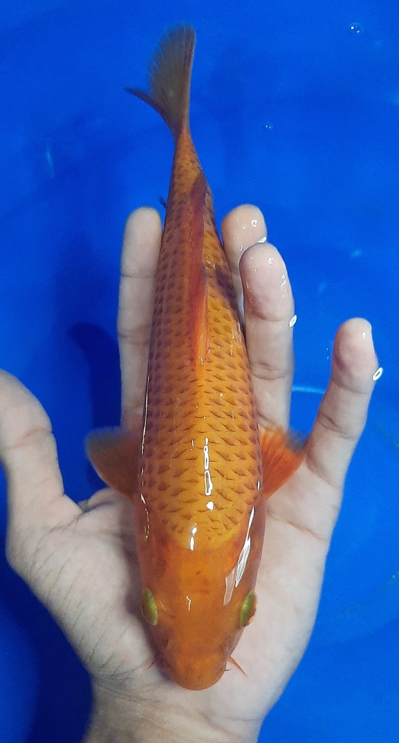 Juara 2