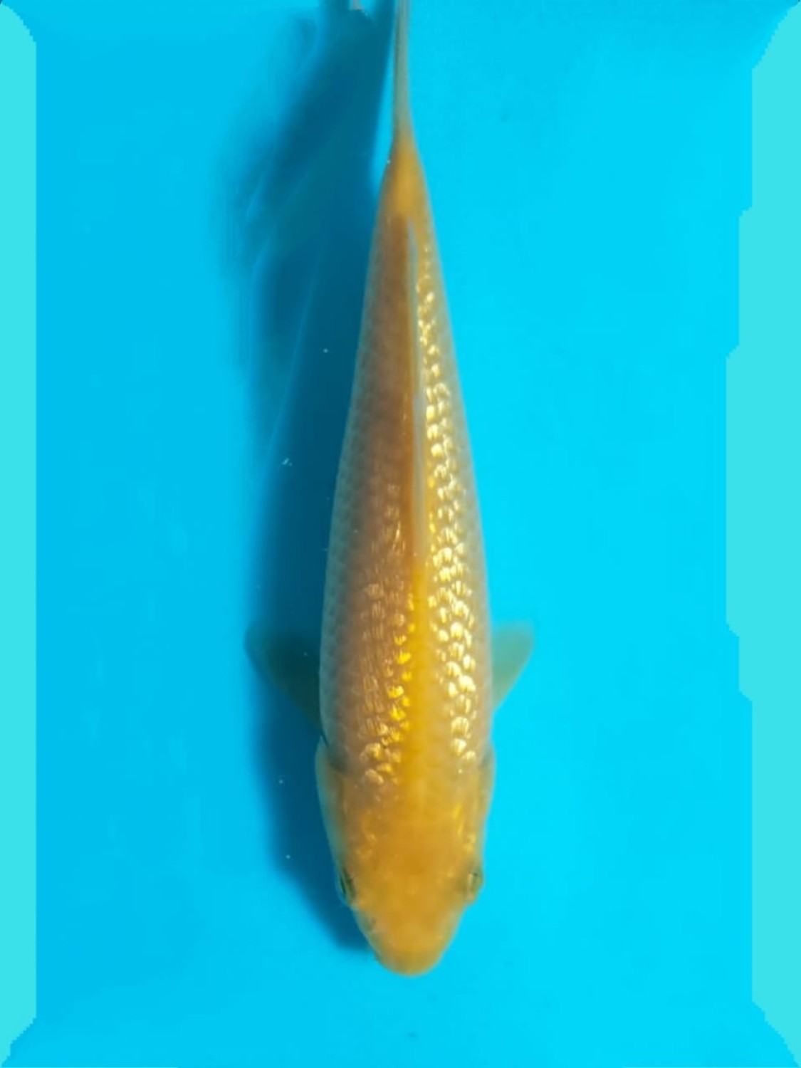 Juara 5