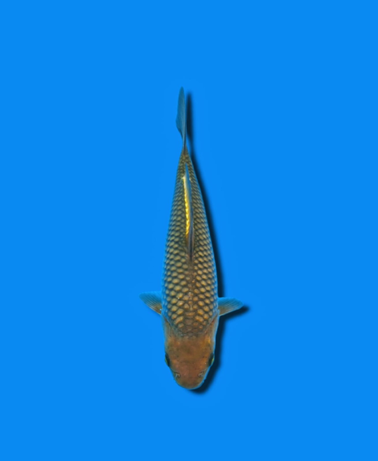 Juara 5