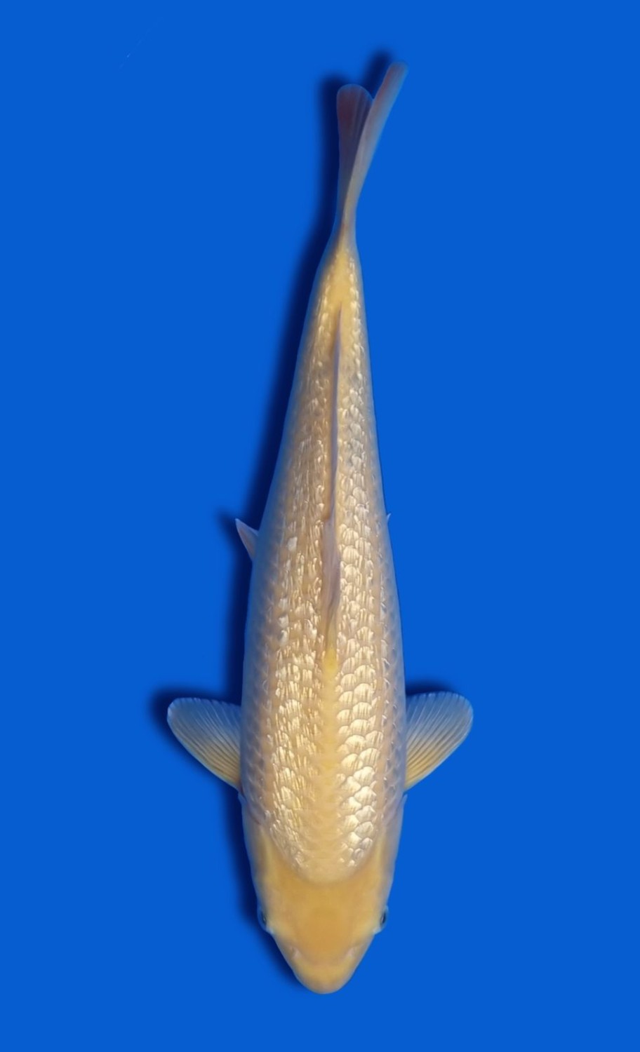 Juara 5