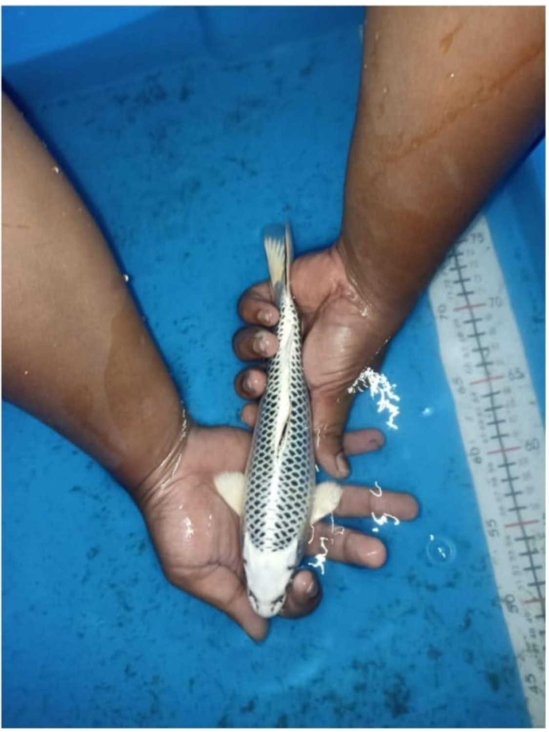 Best In Size E 21-25 Cm