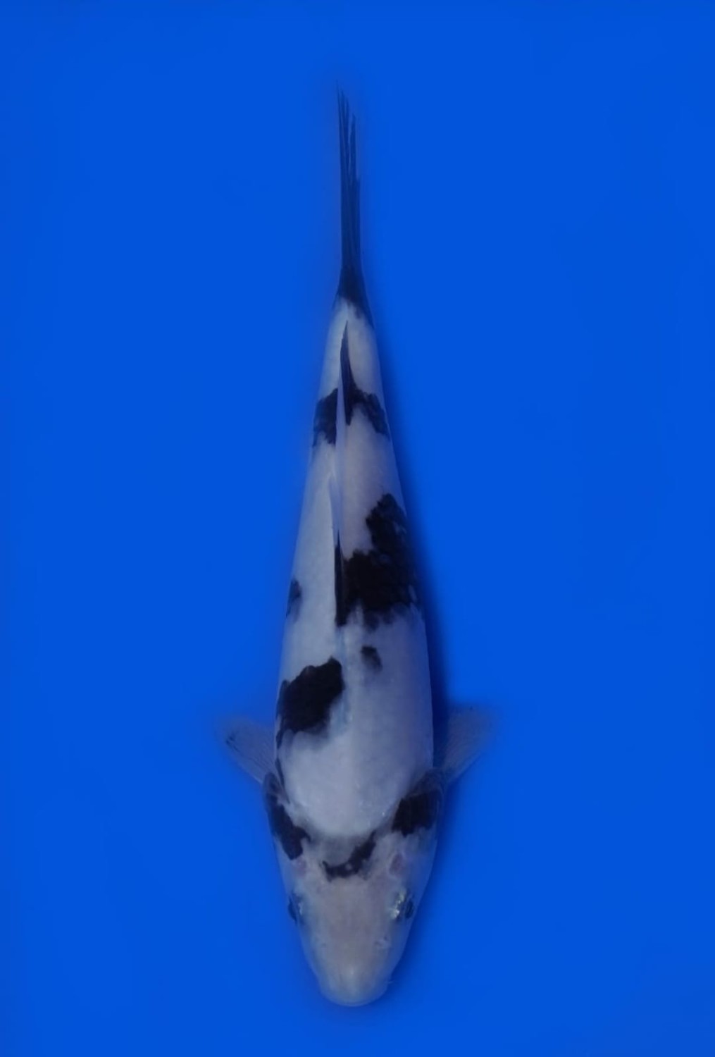 Juara 1