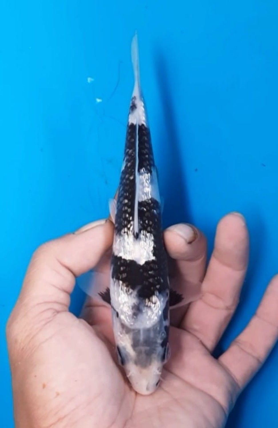 Best In Size C 13-15 Cm