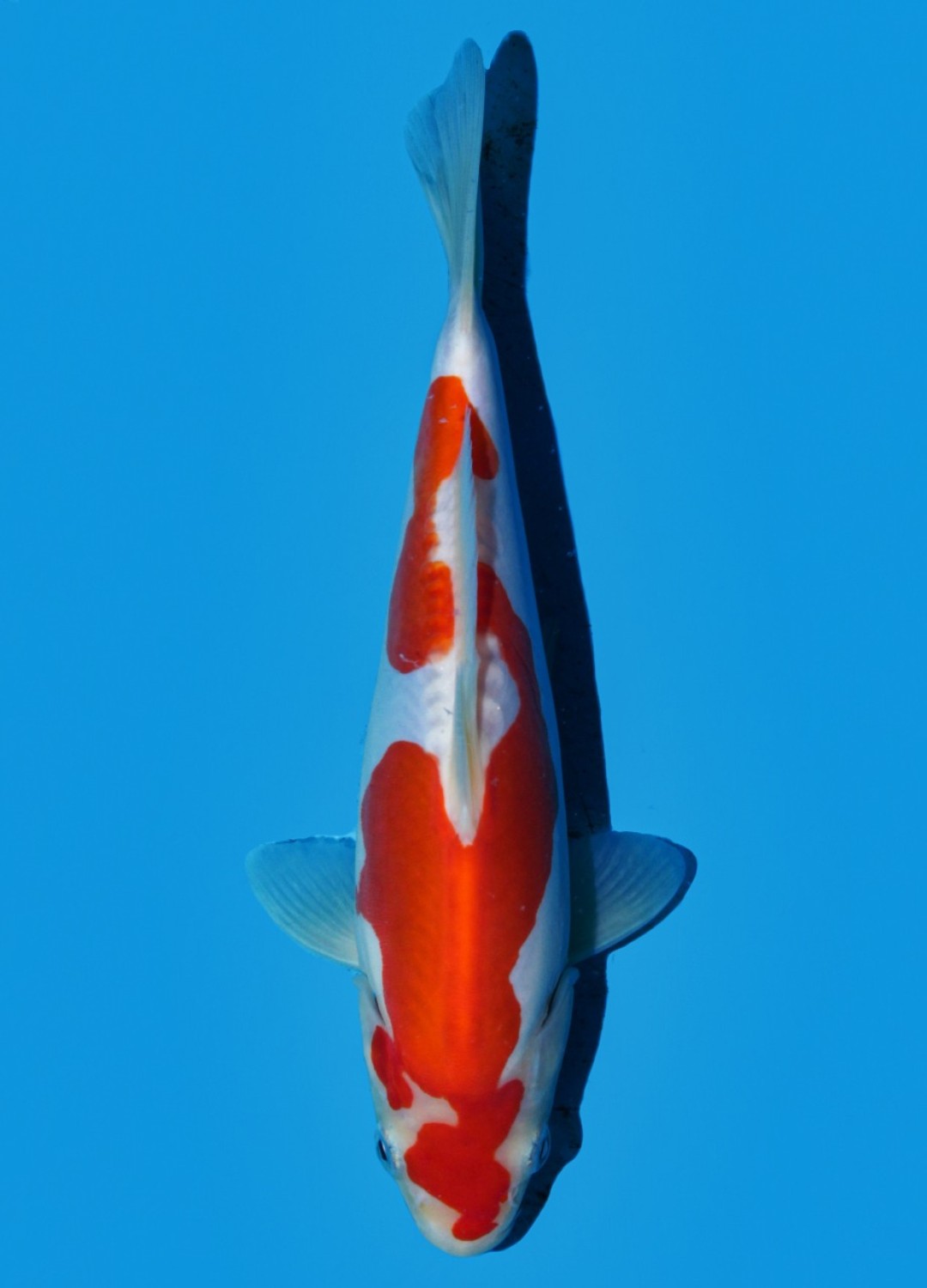 Juara 1
