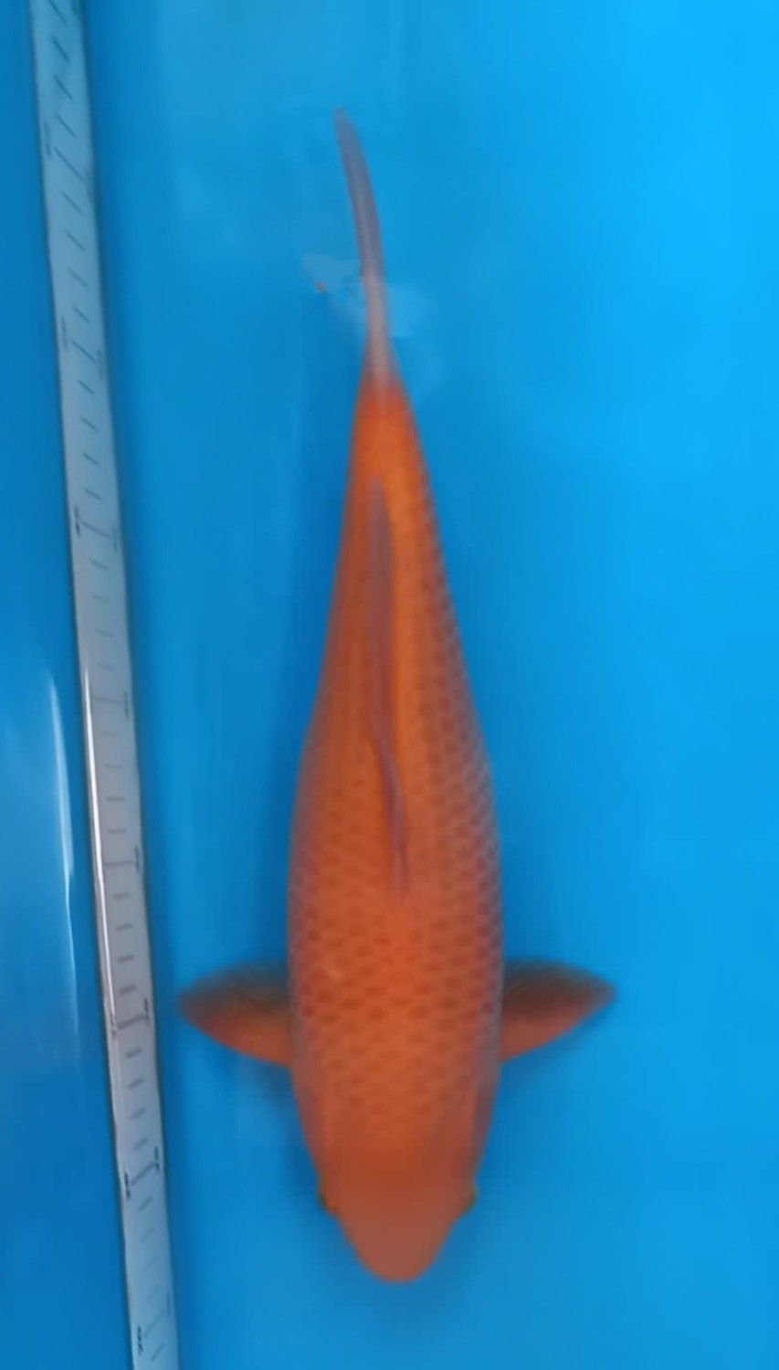 Juara 1